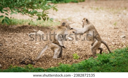 Portrait, Two monkeys or Macaca in the forest park are fighting each other. Controversy for leadership, they are fearful, dangerous, threatening and ready to fight. At Khao Ngu Stone Park, Ratchaburi.