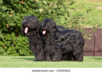 Portrait of two nice briard