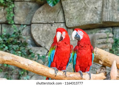 Portrait Of Two Parrots