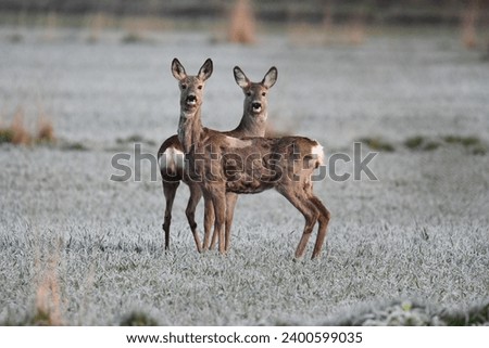 Similar – Foto Bild Rehwild im Gras auf einer Wiese stehend