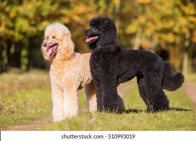 pictures of giant poodles
