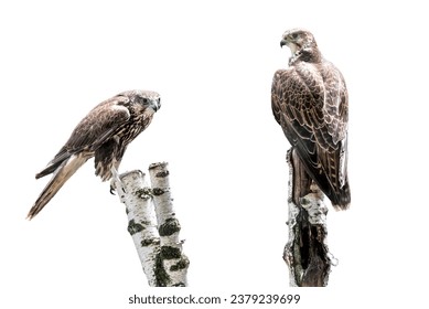 Portrait of two saker falcon sitting on birch log isolated on white background - Powered by Shutterstock