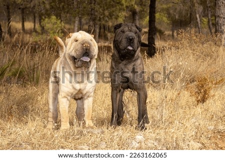 Portrait of two shar pei purebred dog with different colors standing on the grass in the field in with blue sky background