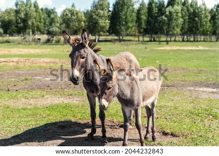 Portrait of two shy fluffy curious funny domestic cute hungry donkeys stand at countryside farm barnyard asking for treat against green grass field. Many animals at country rural paddock