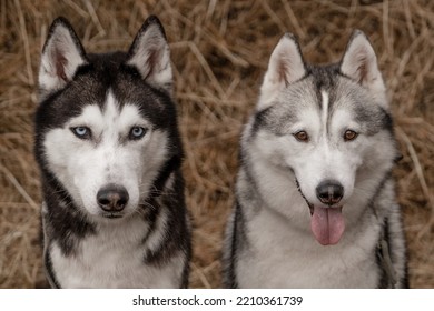 Portrait Of Two Siberian Huskies In The Hay