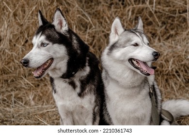 Portrait Of Two Siberian Huskies In The Hay