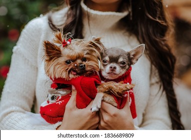 Portrait Of Two Small Dogs In Red Christmas Sweaters At The Woman's Hands.