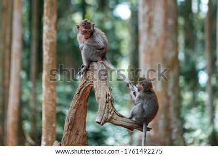 Portrait of two small macaque monkeys are playing on a tree trunk. One macaque pulls the other's tail. Monkey forest, Bali, Indonesia