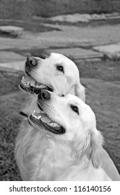 Portrait Of Two Smiling Golden Retrievers