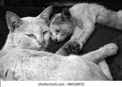 Portrait of two stray cats hand touching, Homeless hungry cat sleeping on the ground abandoned by people, Poor sick cats.
