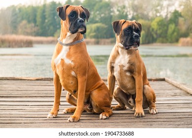 Portrait of two very smart and playful boxers