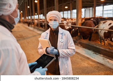 Portrait Of Two Veterinarians Talking While Standing At Cowshed At Farm, Copy Space