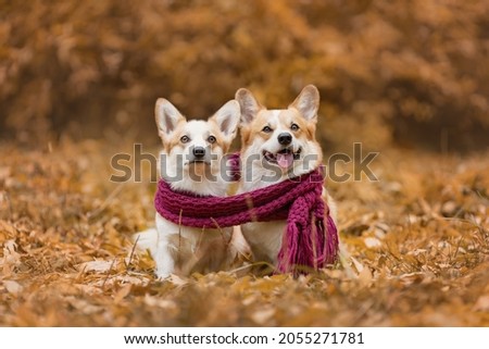 Portrait of two welsh corgi pembroke breed dogs sitting together wearing scarf at autumn nature