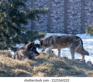 portrait of two wolves. This is a female and a male. They are on a flooring of straw against the backdrop of snow and Christmas trees on a sunny day.