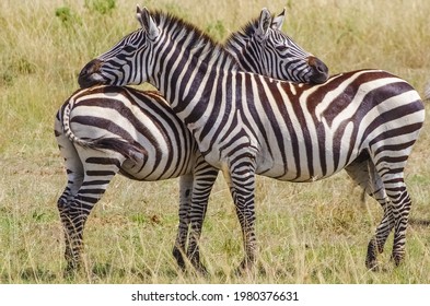 Portrait with two zebras. Tsavo west national park. Kenya. Africa	 - Powered by Shutterstock