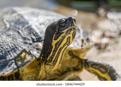 Portrait Of A Typical Green Turtle