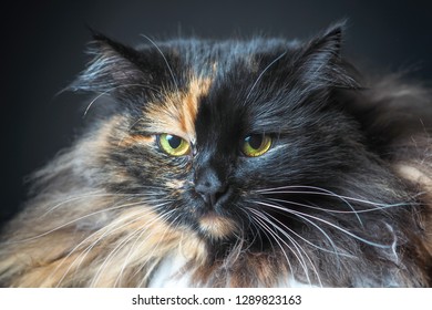 Portrait Of Unimpressed Cat