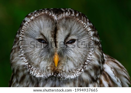 Portrait of the Ural Owl Strix uralensis