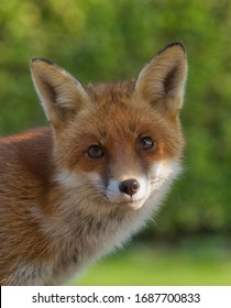 Porträt eines urbanen roten Fuchses