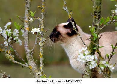 Portrait of a very beautiful and adorable young Siamese breed cat, which demonstrates all its energy, its calm and the beauty of its look
