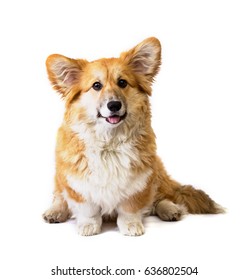 Portrait Of Very Beautiful Corgi Fluffy Dog Isolated
