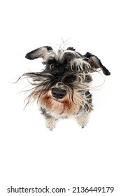 Portrait Of A Very  Fluffy Dog From Very Close, Funny Miniature Schnauzer 