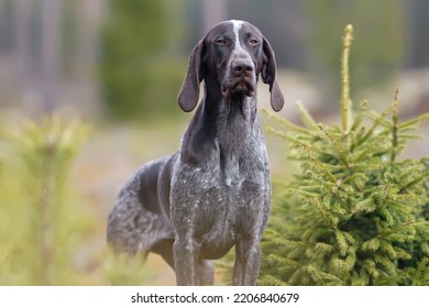 The portrait of a very serious brown marble German Shorthaired Pointer dog posing outdoors near coniferous trees in a forest in spring - Powered by Shutterstock