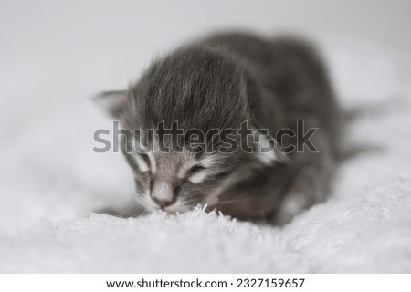 Portrait of a very young Oriental Longhair Kitten