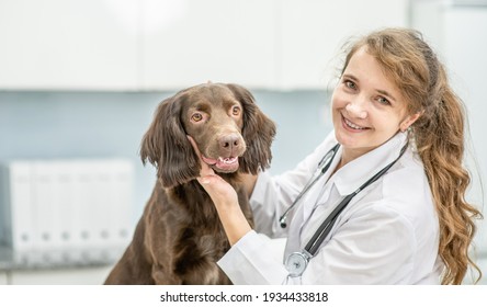 Porträt eines Tierarztes, der eine Kontrolle eines erwachsenen Spaniel-Hundes mit Stethoskop in der Klinik vornimmt