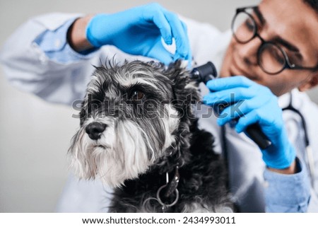 Portrait of veterinarian doing check up of domestic scotch terrier ears at the clinic, examining the dog with otoscope, medical check up, healthcare concept, domestic animals, well behaved dog