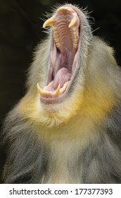 Portrait view of an adult male mandrill opening its mouth showing his long canine teeth. Mandrillus sphinx is a primate of the Old World monkey.
