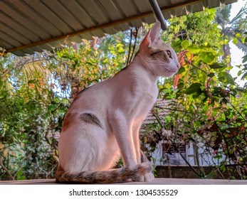 Portrait view of a cat