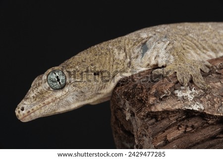 Portrait of a Voracious Four-clawed Gecko
