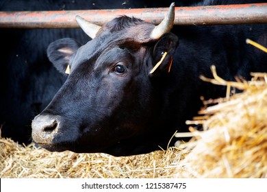 portrait of a wagyu cow of Japanese origin - Shutterstock ID 1215387475