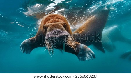 portrait of a walrus swimming underwater 