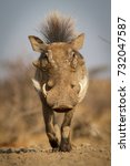Portrait of a warthog