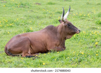 Portrait Of Watusi Laying On The Meadow.