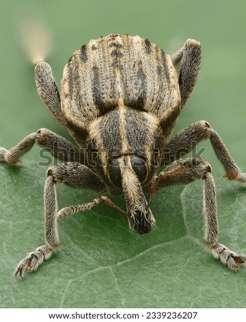 Portrait of a weevil (a type of beetle) with brown scales in a striped pattern, situated on a green leaf (Hypera arator) Imagine de stoc © 