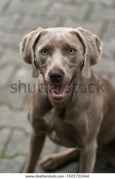 Portrait Weimaraner Breed Grey Hunting Dog Stock Photo Edit Now