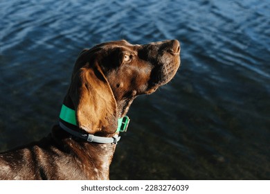 Portrait of a Weimaraner brown puppy in the water. This dog have big and beautiful eyes, with yellow color. The dog is 3 months old and is not looking at the camera. - Shutterstock ID 2283276039