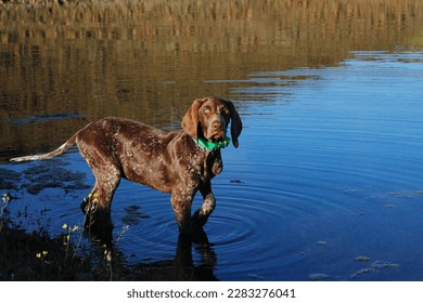 Portrait of a Weimaraner brown puppy in the water. The dog is 3 months old and is looking to the camera. It is lifting its leg and the fur is very shiny - Shutterstock ID 2283276041