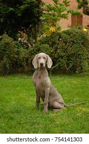 Portrait of Weimaraner dog. It is a hunting dog breed
