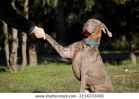 Similar – Image, Stock Photo Funny Weimaraner dog on black background