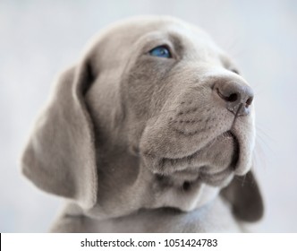 portrait of a weimaraner puppy on grey background - Powered by Shutterstock