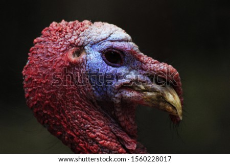 portrait of the weird bird peacock alien