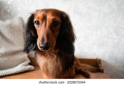 2,594 Black long haired dachshund Images, Stock Photos & Vectors ...