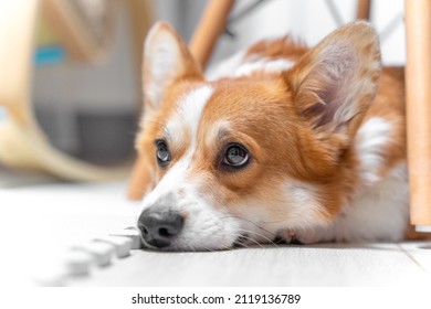 Portrait Of Welsh Corgi Pembroke Or Cardigan Dog Lying On Floor With Sad Look Because Owner Does Not Pay Attention To It, Or It Was Left Alone At Home. Pet With Guilty Look Punished For Bad Behavior