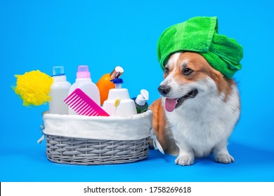 Portrait Welsh Corgi Pembroke Dog With A Box Of Accessories For Bathing With A Green Towel On His Head Or Grooming Against An Blue Background. How To Groom A Dog At Home. Dog Shampoo Homemade.
