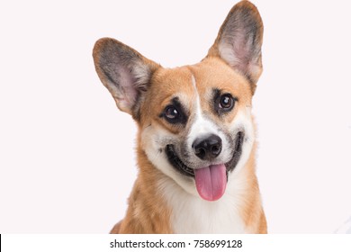 笑う犬 の画像 写真素材 ベクター画像 Shutterstock