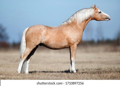 Portrait Of A Welsh Pony Horse Stallion Stands Sideways In The Spring On The Field, Equine Conformation,
Exterior